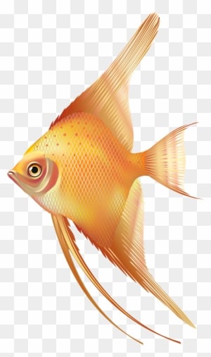 Nice Exotic Fish Png Clipart - Fresh Water Aquarium Fish Png - Transparent PNG Free Download
