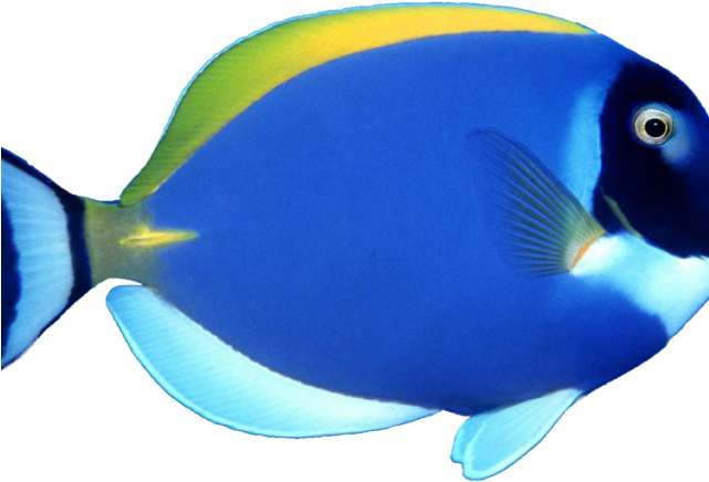 Butterflyfish Clipart Pretty Fish - Sea Fish Png - Transparent PNG Free Download