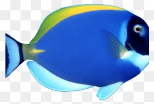 Butterflyfish Clipart Pretty Fish - Sea Fish Png - Transparent PNG Free Download