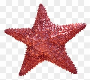 Starfish Png Transparent Image - Png Star Fish - Transparent PNG Free Download