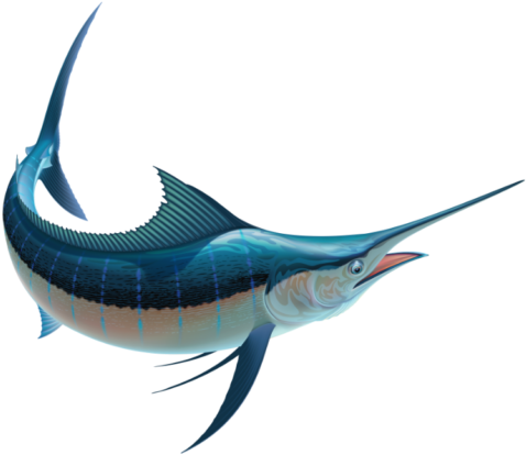 Blue Marlin Fish - Transparent PNG Free Download