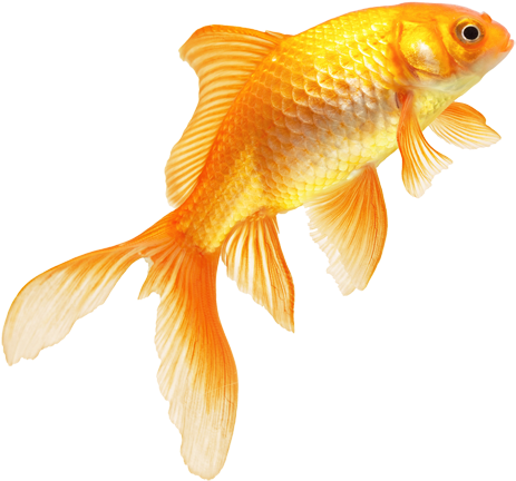 Download Png Image Report - Fish Png Images Hd - Transparent PNG Free Download