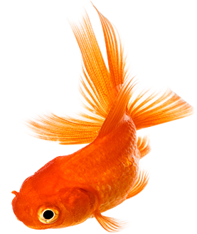 Download Png Image Report - Golden Fish Png - Transparent PNG Free Download