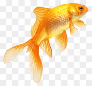 Download Png Image Report - Fish Png Images Hd - Transparent PNG Free Download