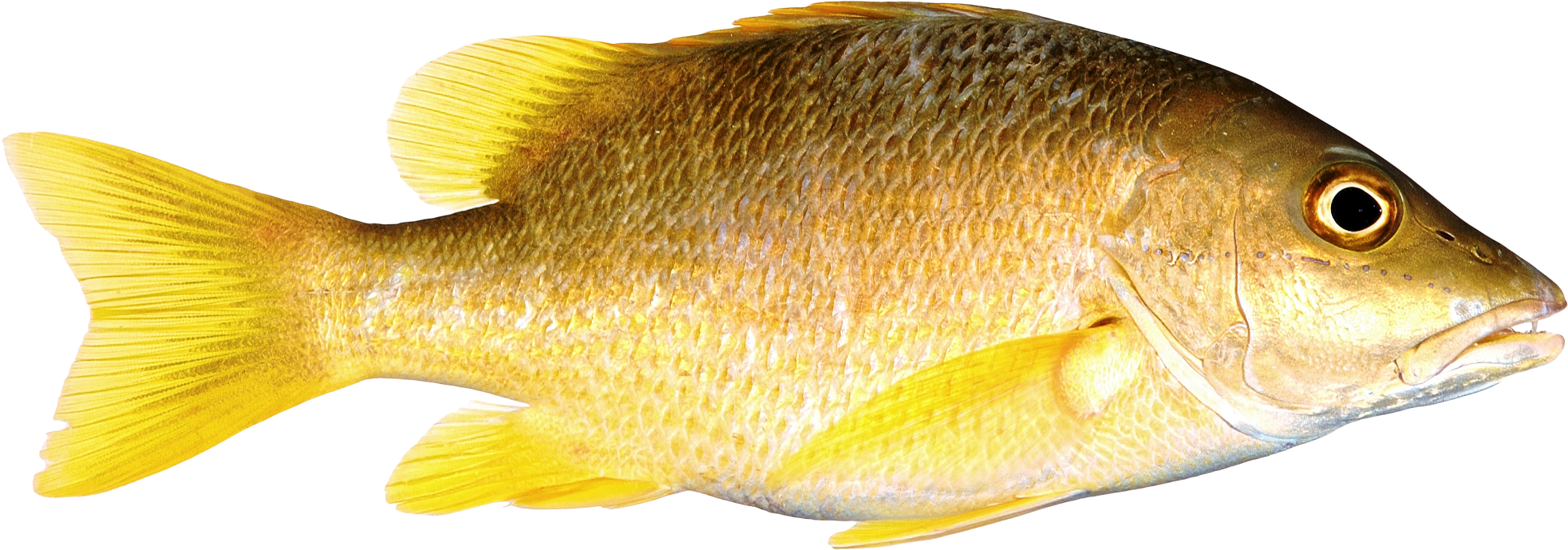 Download Png Image Report - Fish Png Transparent - Transparent PNG Free Download