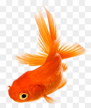 Download Png Image Report - Golden Fish Png - Transparent PNG Free Download