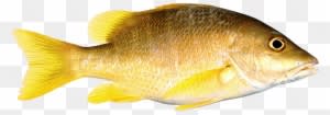 Download Png Image Report - Fish Png Transparent - Transparent PNG Free Download