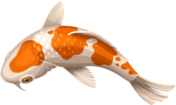 Koi Carp Clipart Transparent - Koi Fish Transparent - Transparent PNG Free Download