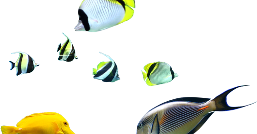 Coral Reef Fish - Transparent PNG Free Download
