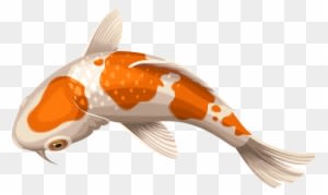 Koi Carp Clipart Transparent - Koi Fish Transparent - Transparent PNG Free Download