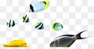 Coral Reef Fish - Transparent PNG Free Download