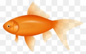 Orange Fish Png Clipart - Fish Clipart Transparent Background - Transparent PNG Free Download