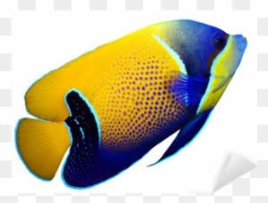 Tropical Reef Fish - Dogline Tropical Fish Toys - Transparent PNG Free Download