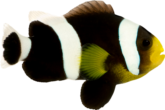 Saddleback Clownfish - Amphiprion Polymnus - Anemone Fish - Transparent PNG Free Download