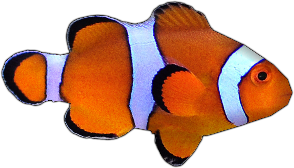 Percula Clownfish By Susan - Coral Reef Fish - Transparent PNG Free Download