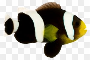 Saddleback Clownfish - Amphiprion Polymnus - Anemone Fish - Transparent PNG Free Download