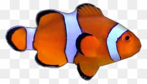 Percula Clownfish By Susan - Coral Reef Fish - Transparent PNG Free Download