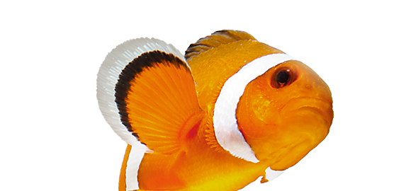 Picture Of Fish - Fishes Oceans Aqua Big Rapids - Transparent PNG Free Download