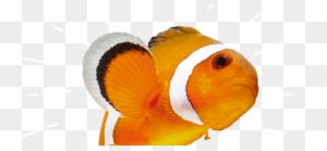 Picture Of Fish - Fishes Oceans Aqua Big Rapids - Transparent PNG Free Download