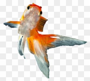 New Goldfish - Gold Fish In Png - Transparent PNG Free Download