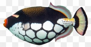 Tropical Fish 1 2 3 - Trigger Fish Clip Art - Transparent PNG Free Download