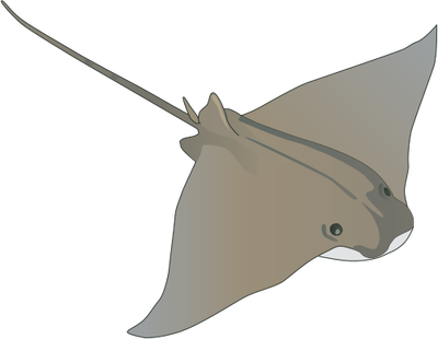 Manta Ray Svg - Ray Fish Drawing - Transparent PNG Free Download