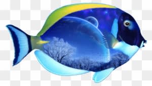 Fish Png - Png Image Of Fish - Transparent PNG Free Download