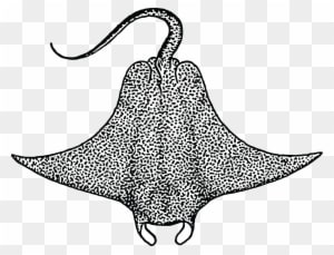 Free Clipart Of A Stingray - Devil Fish Drawing - Transparent PNG Free Download