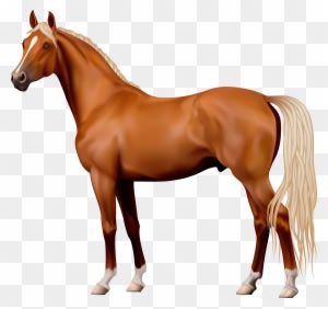 Brown Horse Png Clipart - Horse Png - Transparent PNG Free Download