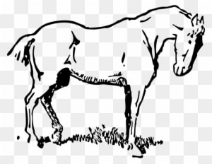 Get Notified Of Exclusive Freebies - Horse Clipart - Transparent PNG Free Download