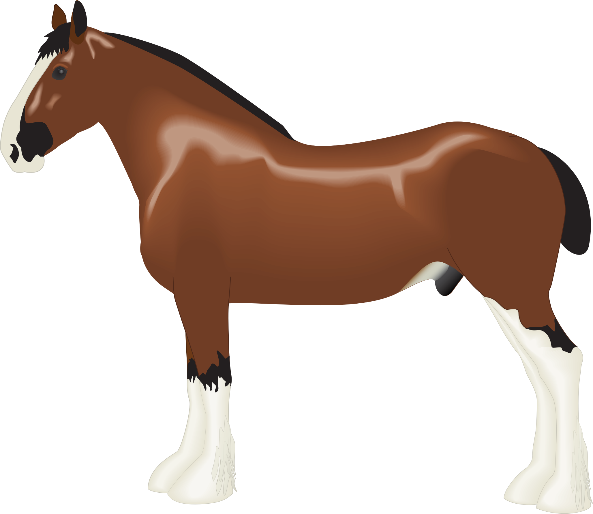 Clydesdale Horse Clipart - Transparent PNG Free Download