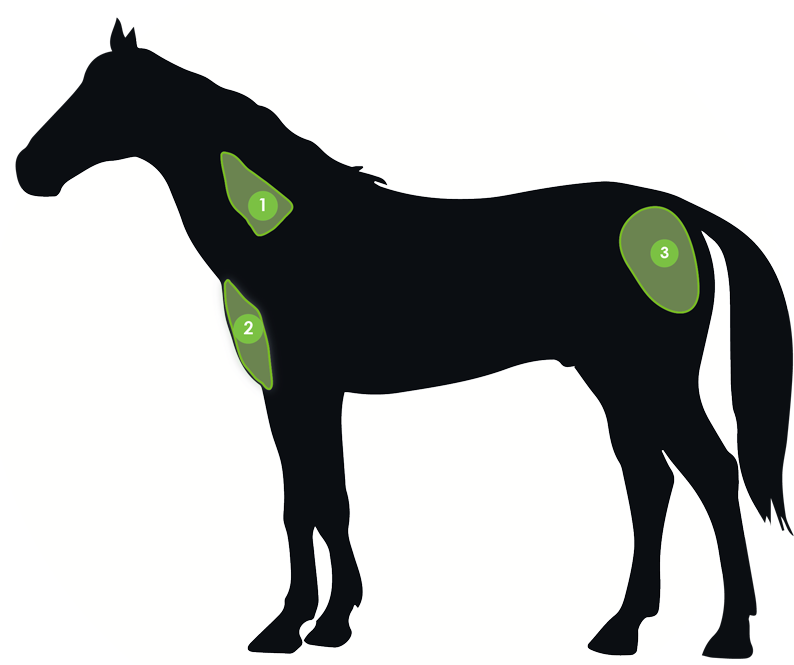 Suitable Sites For Osphos Injection - Intramuscular Injection Sites For Horses - Transparent PNG Free Download