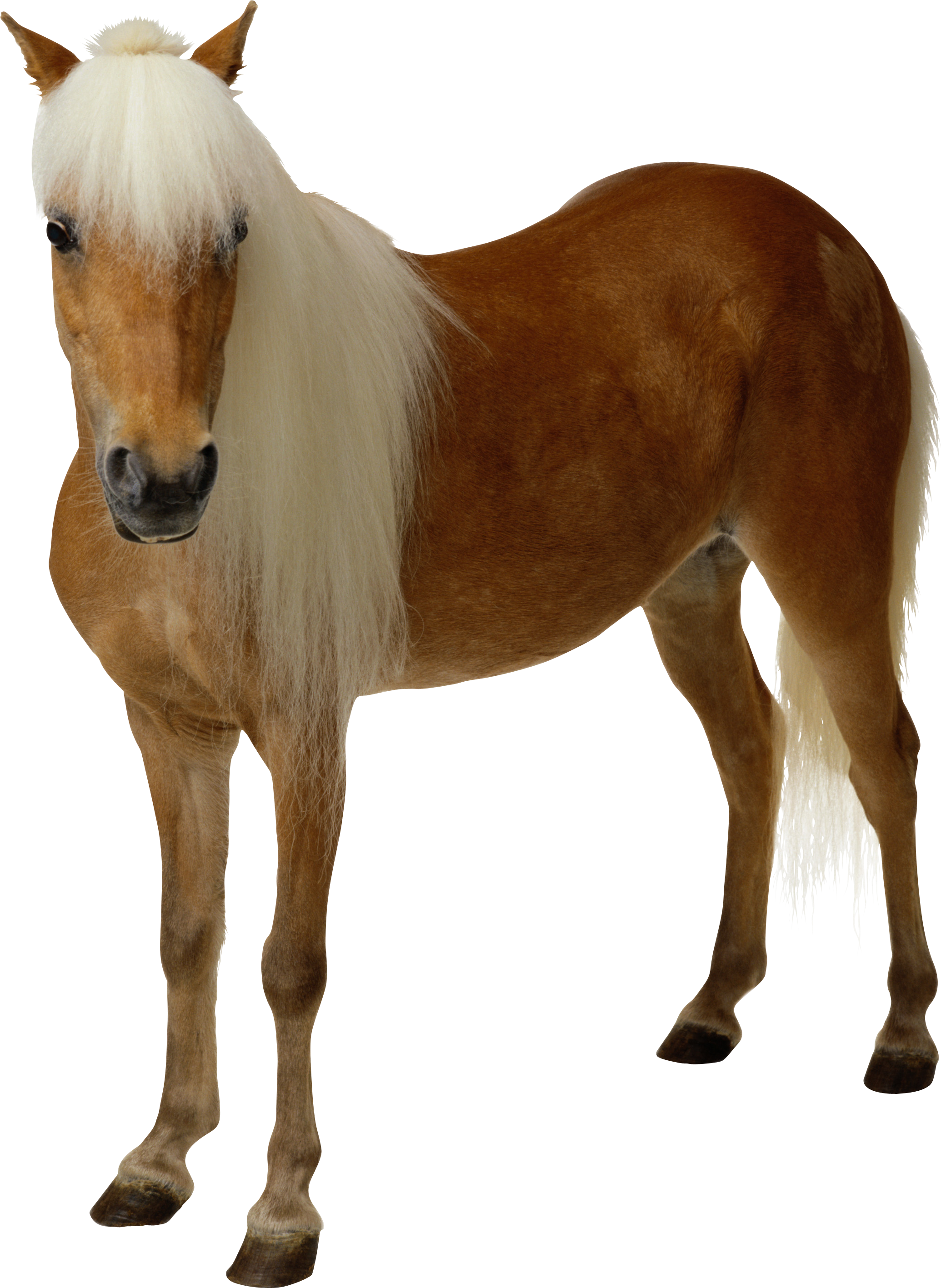 Amusing Png Clip Art Transparent Background Medium - Horse Png - Transparent PNG Free Download