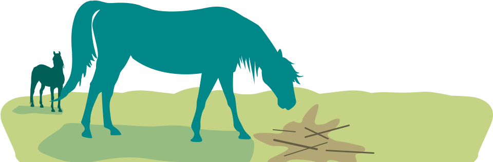 Strangles Infections Are Highly Contagious - Horse - Transparent PNG Free Download