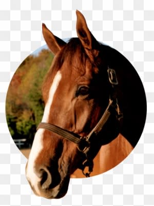Effective For Your Animals & Pets Including - Horse - Transparent PNG Free Download