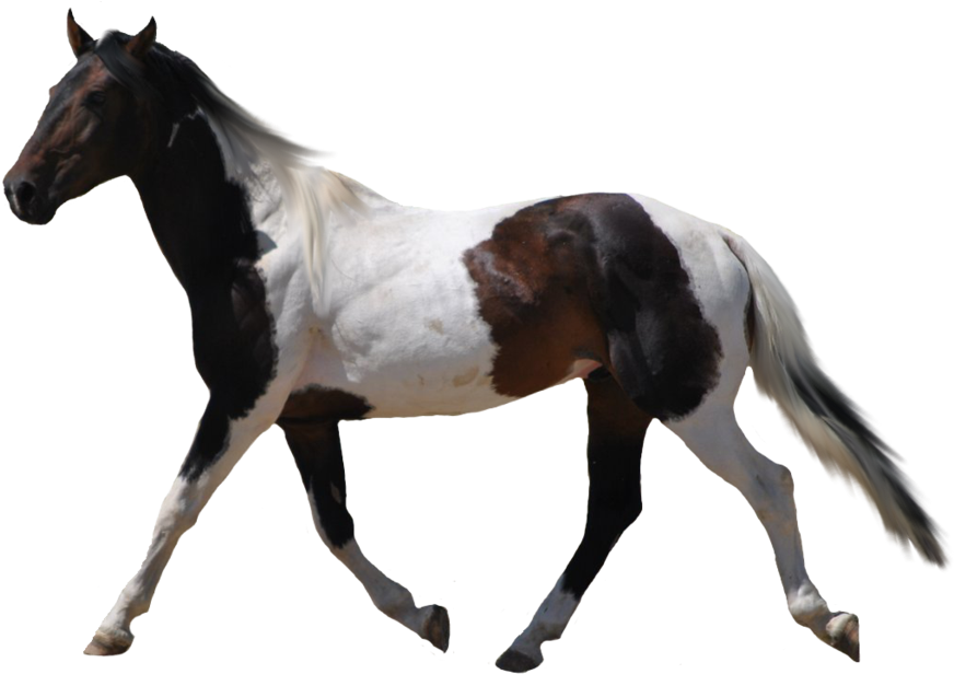 Horse Racing Clipart - Horse With Transparent Background - Transparent PNG Free Download