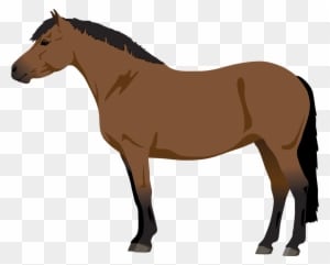 More Like 5 Point Horse Adopt - Horse - Transparent PNG Free Download
