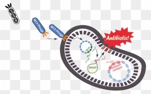 The Trojan Horse Strategy - Trojan Horse Antibiotics - Transparent PNG Free Download