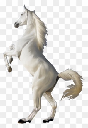 Horse White Clipart Png Jumping - White Horse Png - Transparent PNG Free Download