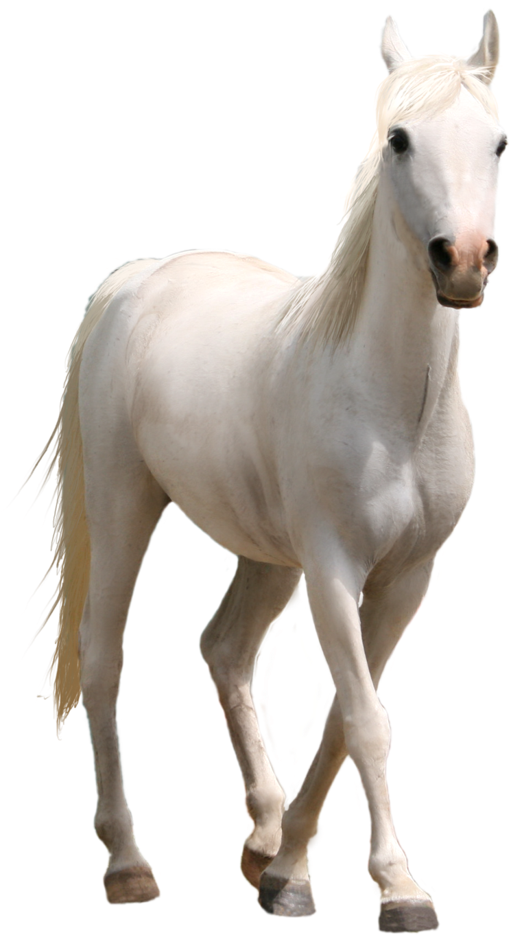 White Horse Images Png - White Horse Images Png - Transparent PNG Free Download