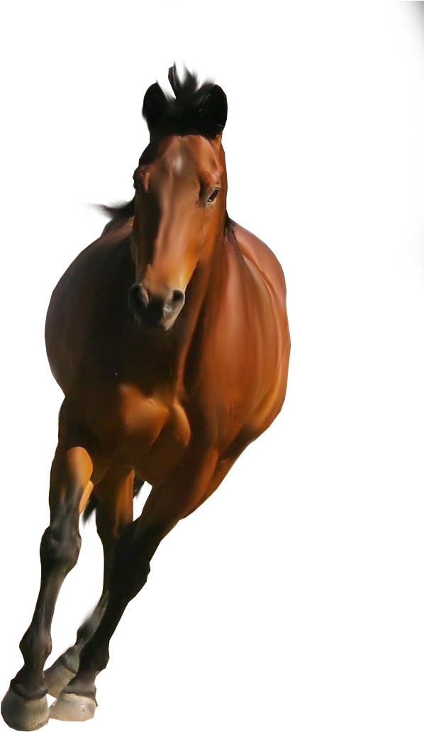 Horse Png Image - Horse Png Transparent Background - Transparent PNG Free Download