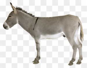 Image - Horse And Donkey Mule - Transparent PNG Free Download