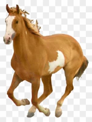 Horse Png - Transparent PNG Free Download