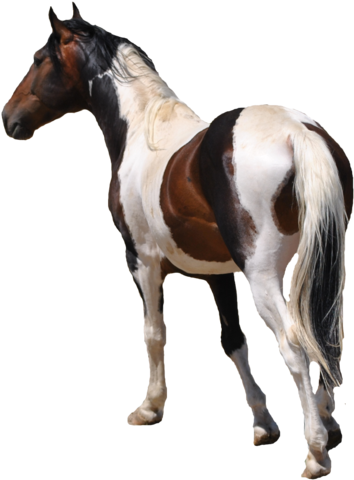 Free Use Pre-cut Horse Stock - Horse Stock Photo Free - Transparent PNG Free Download