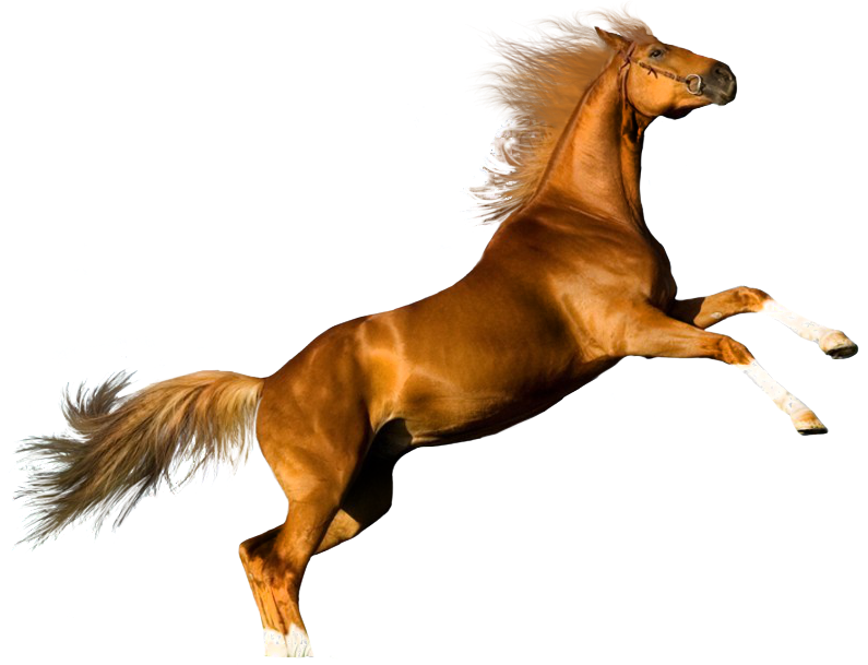 El Trabajo Final Debera Quedar Como La Siguiente Imagen - Transparent Background Horse Transparent - Transparent PNG Free Download