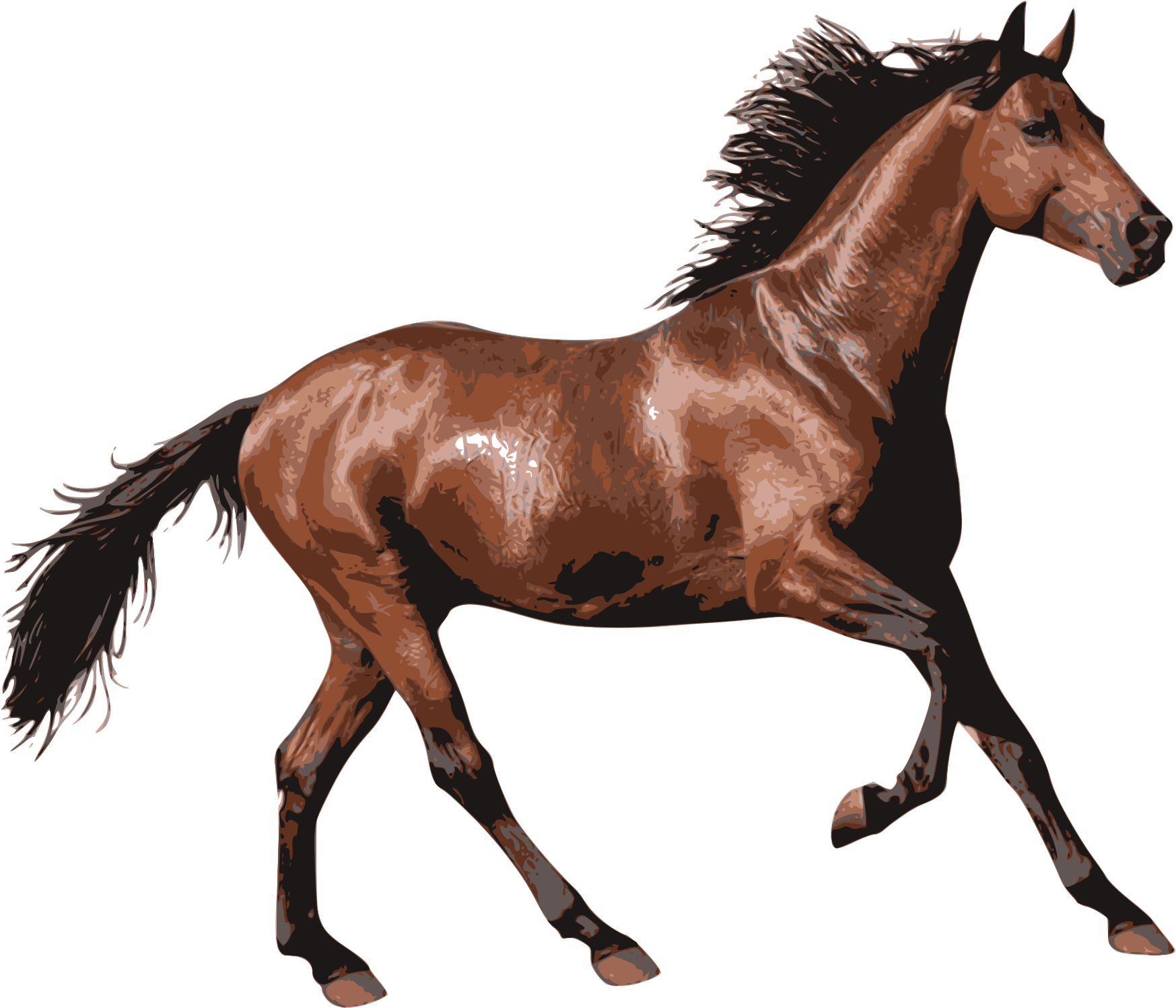 Caballo - Horse Transparent - Transparent PNG Free Download