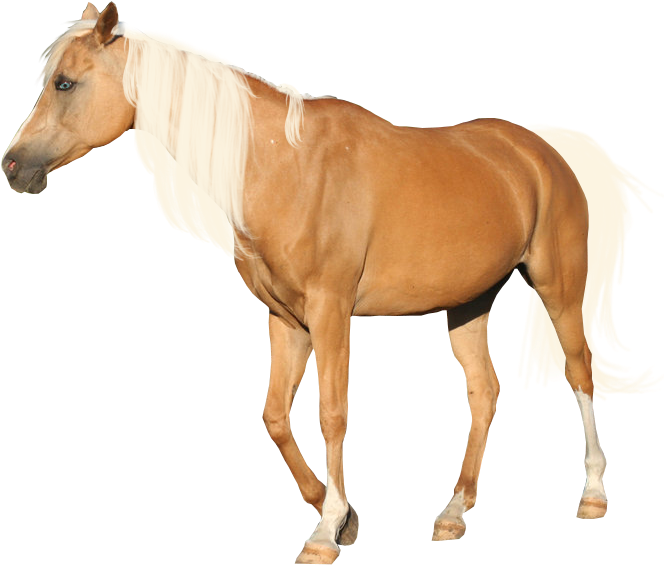Precut Palomino By Looserfaceman - Horse Palomino Without Background - Transparent PNG Free Download