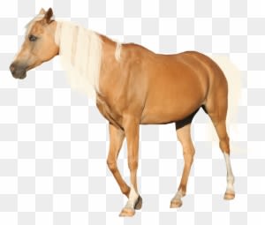 Precut Palomino By Looserfaceman - Horse Palomino Without Background - Transparent PNG Free Download