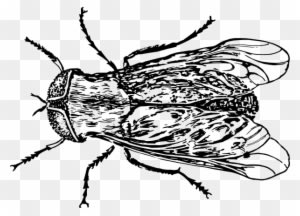 Horse Fly Coloring Pages - Transparent PNG Free Download