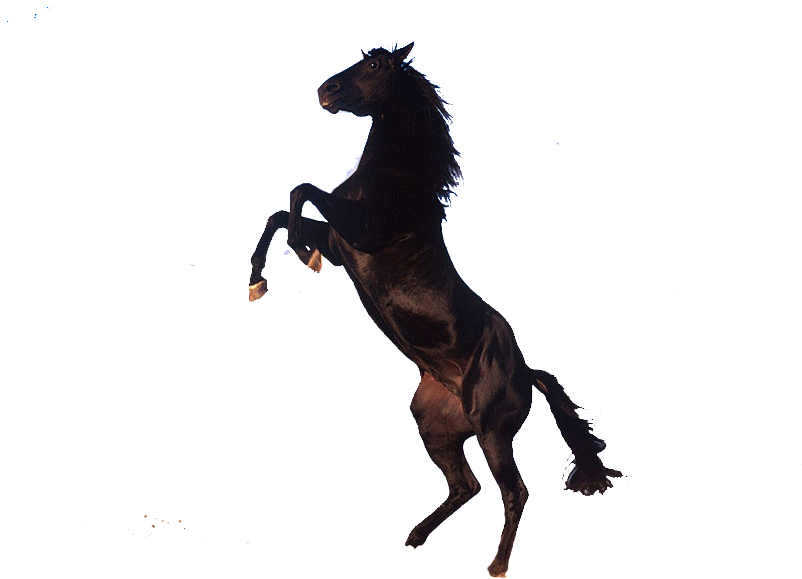 Horse Png Clipart - Horse - Transparent PNG Free Download